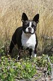 BOSTON TERRIER 005